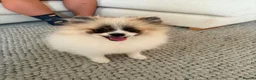 Pomeranian dogs for sale: Teddy Pom girl  - Advert 6