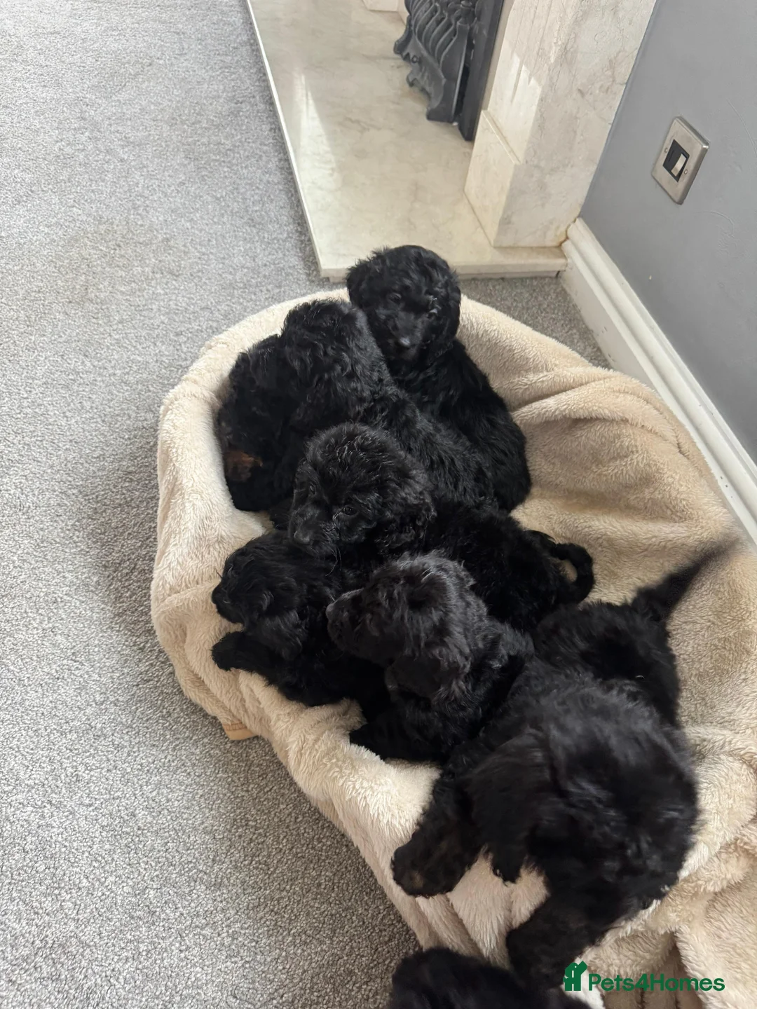 Cockapoo dogs for sale: F1 cockapoo puppies  - Advert 5
