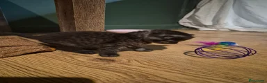 Mixed Breed 3