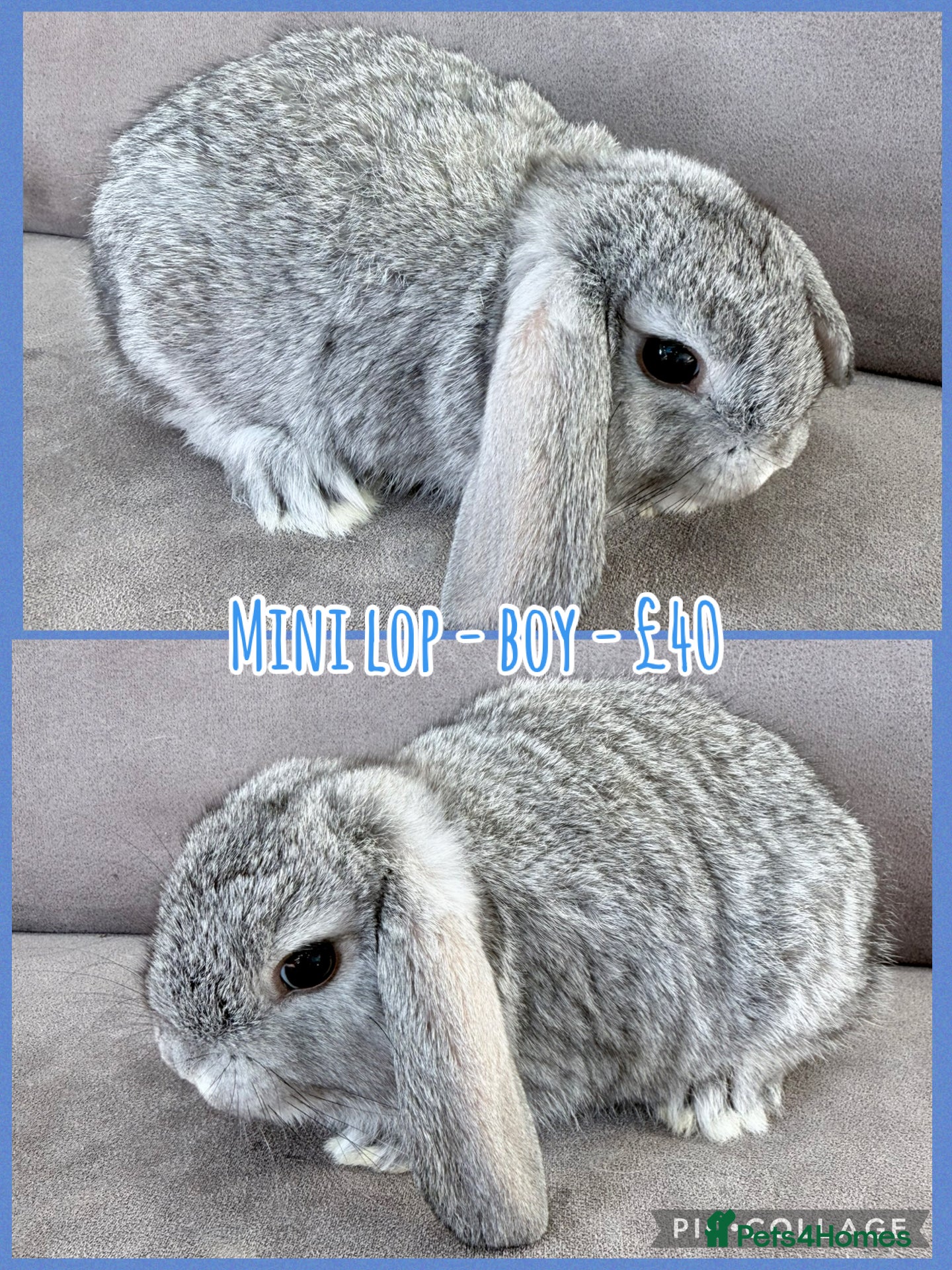 Mini Lop rabbits for sale: Mini Lop Rabbits - Advert 6