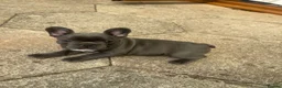 French Bulldog dogs for sale:  Adorable French Bulldog Puppies ❤️🐾 - Advert 7