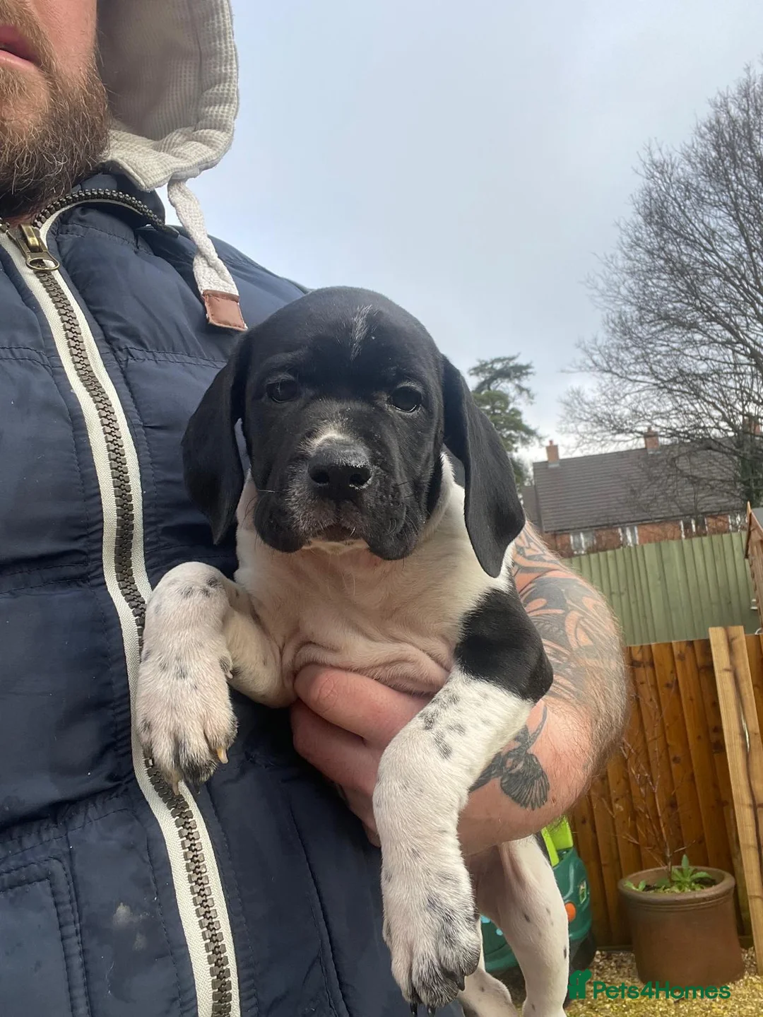 Pointer dogs for sale: English pointers - Advert 6