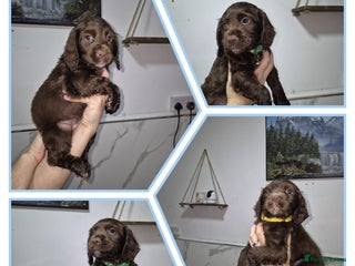Cocker Spaniel dogs Working cocker puppies for sale - Advert 1