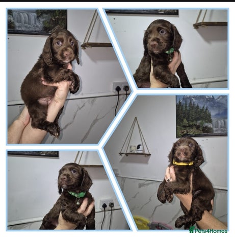 Cocker Spaniel dogs Working cocker puppies for sale - Advert 15