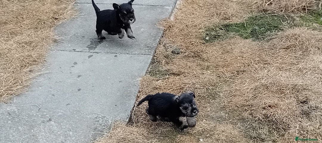 Miniature Schnauzer dogs for sale: Miniature Schnauzer pups, Aberdeenshire  - Image 7