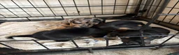 Mixed Breed dogs for sale: 3 gorgeous little babies looking for forever sofas - Advert 20