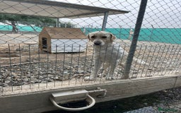 Labrador Retriever dogs for adoption: STORM !  - Image 11