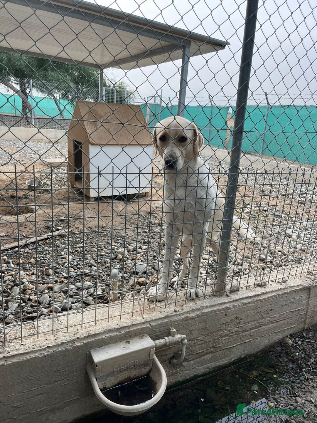 Labrador Retriever dogs for adoption: STORM !  - Image 11