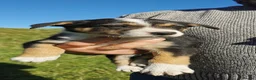 Border Collie dogs for sale: Border Collie Pups - Advert 9