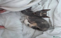 Sphynx cats for sale: Adorable Grey Female Sphynx x Devon Rex Elf Mix  - Image 11