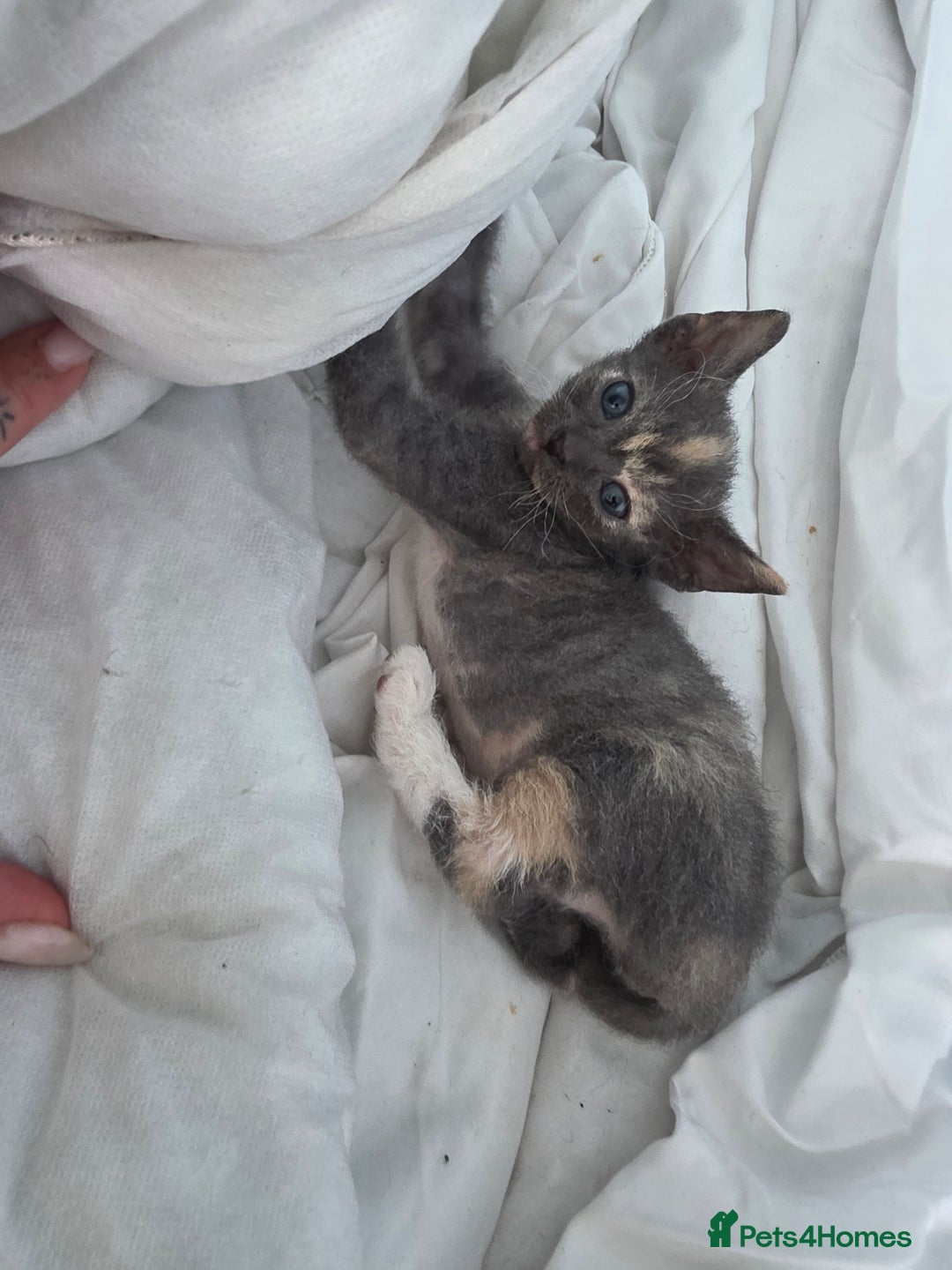 Sphynx cats for sale: Adorable Grey Female Sphynx x Devon Rex Elf Mix  - Image 11