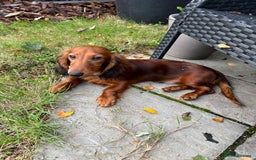 Miniature Dachshund dogs for sale: Miniature Longhaired Dachshund  - Image 5