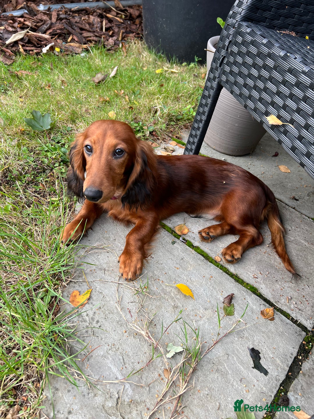 Miniature Dachshund dogs for sale: Miniature Longhaired Dachshund  - Image 5
