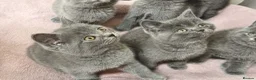 British Shorthair cats for sale: British Shorthair Kittens Imported Parents  in Peterborough - Advert 13