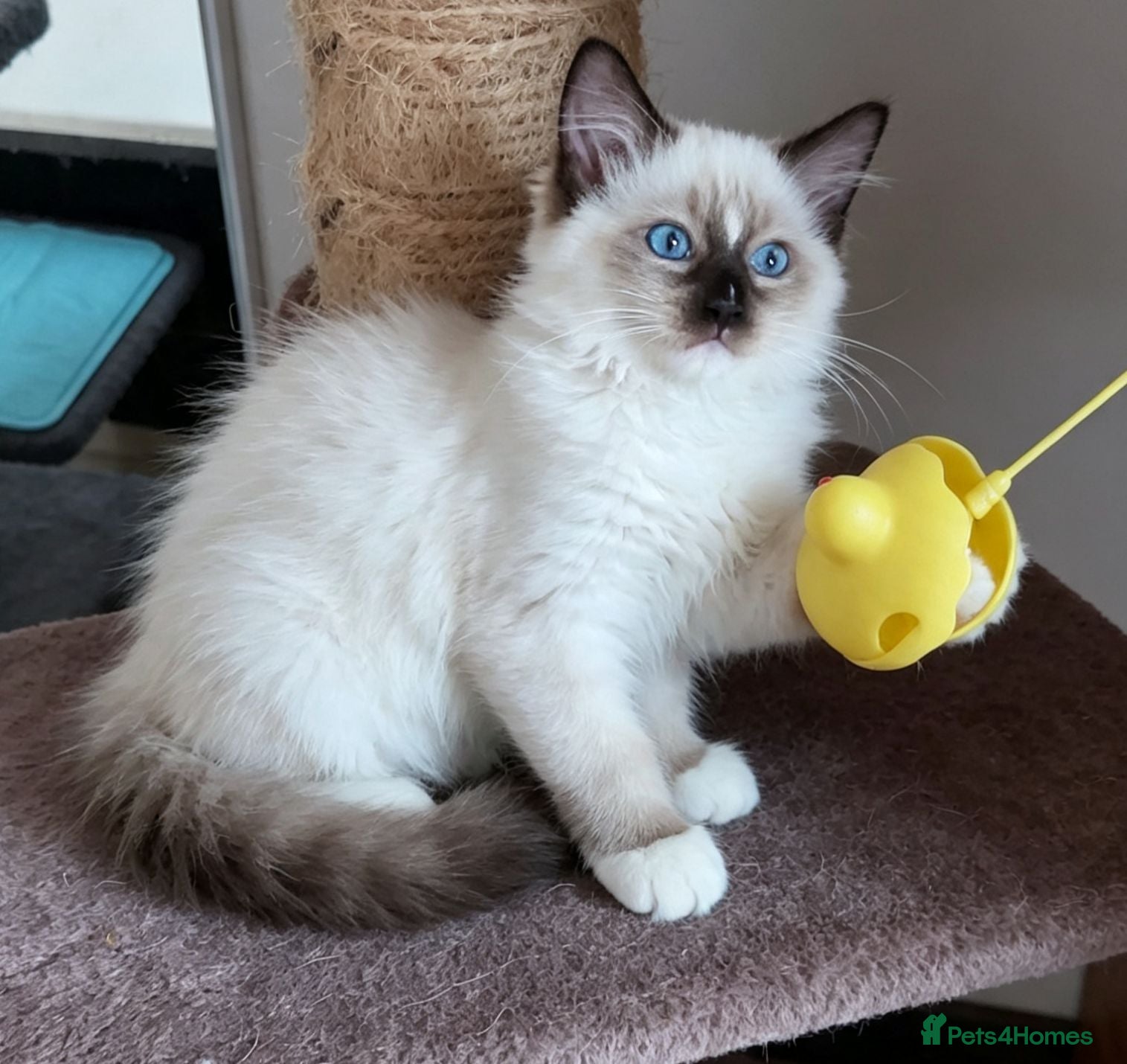 Ragdoll cats RAGDOLLS GIRL SEAL POINT BICOLOUR BLUE EYES  - Advert 5