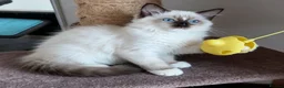 Ragdoll cats for sale: RAGDOLLS GIRL SEAL POINT BICOLOUR BLUE EYES  - Advert 7
