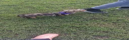 Miniature Dachshund dogs for sale: Ready now Miniature dachshund puppies plz read des - Advert 5