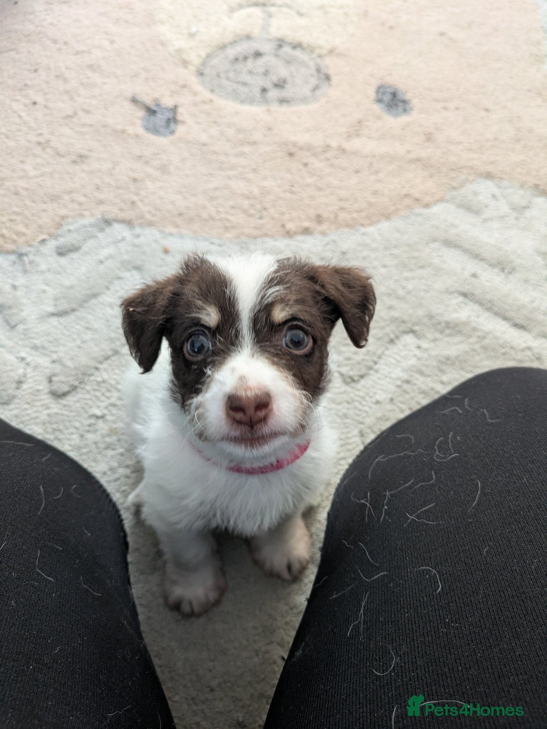 Mixed Breed dogs for sale: Pretty long soft coated Terrier Bitch - Advert 5