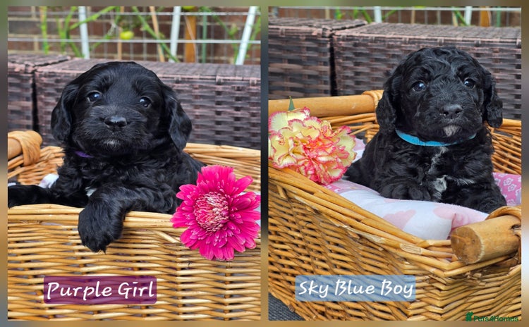 Cockapoo dogs - Advert 1