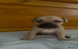Cane Corso dogs for sale: Cane Corso Puppies for Sale - Image 27