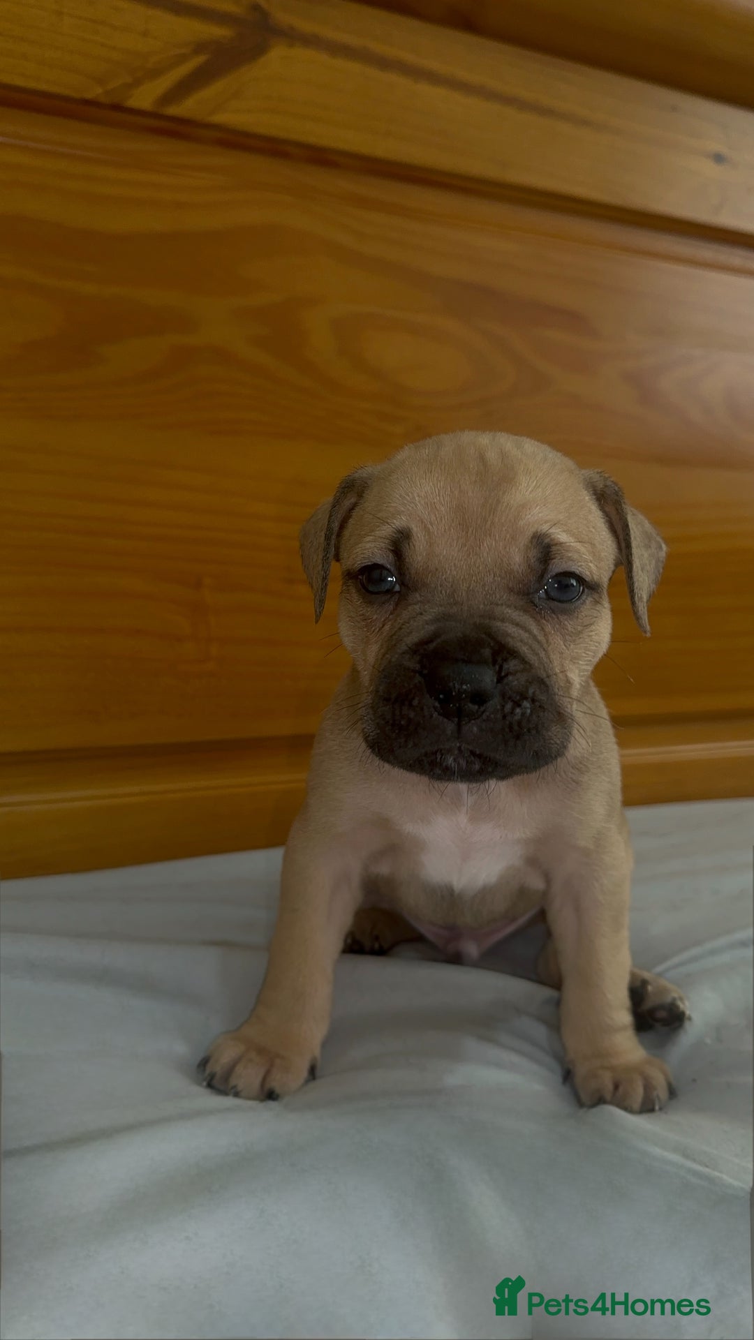 Cane Corso dogs for sale: Cane Corso Puppies for Sale - Image 27