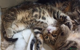 British Shorthair cats for sale: Beautiful tabby kittens - Image 38