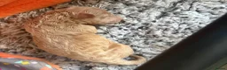 Maltipoo dogs for sale: 🐾 F1b Maltipoo Puppies Available – Bingham 🐾 in Nottingham - Advert 16
