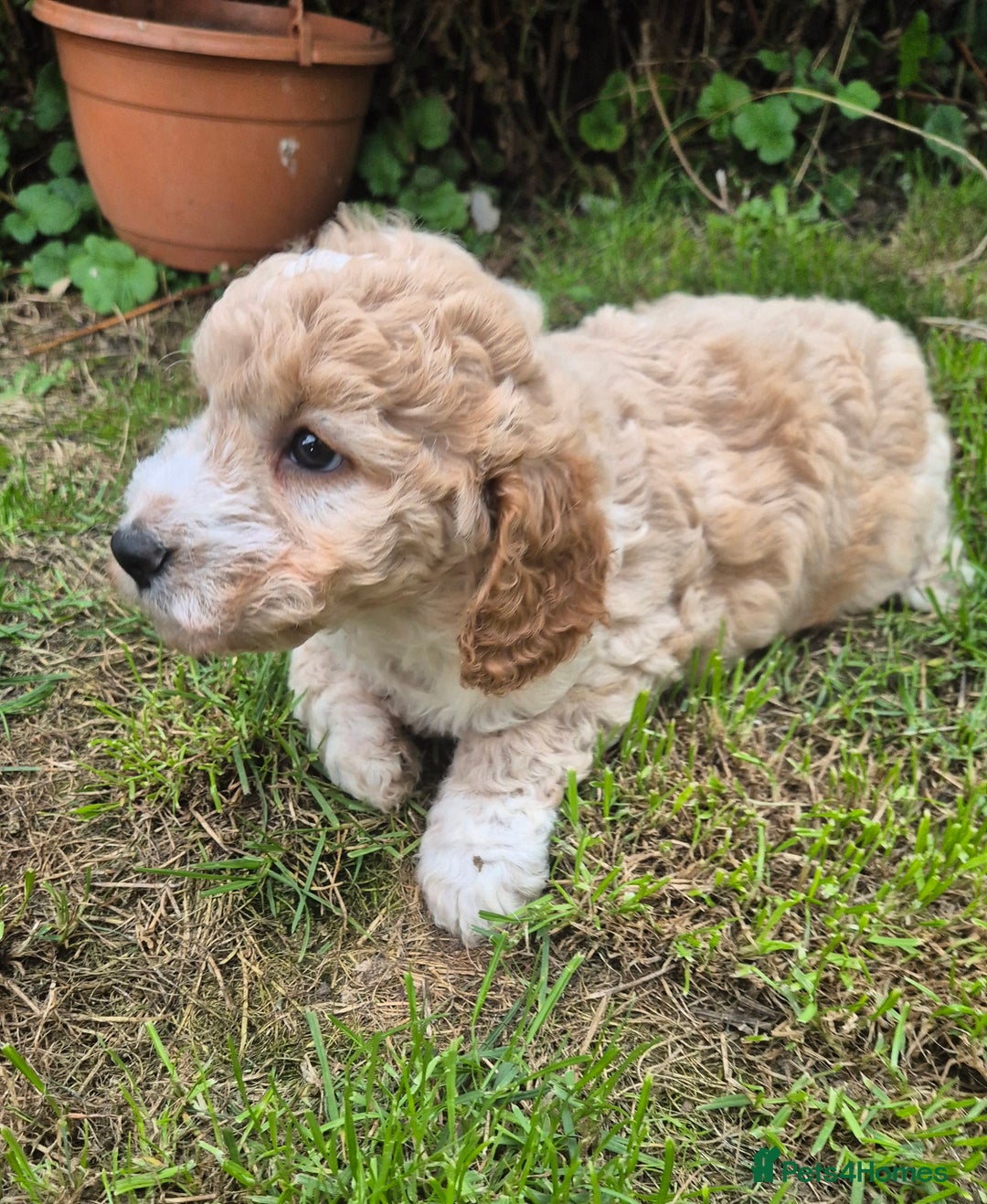 Cockapoo dogs for sale: Beautiful Cockapoo Puppies - Image 7