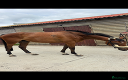 English Thoroughbred horses for sale: Mother daughter share types  - Image 7