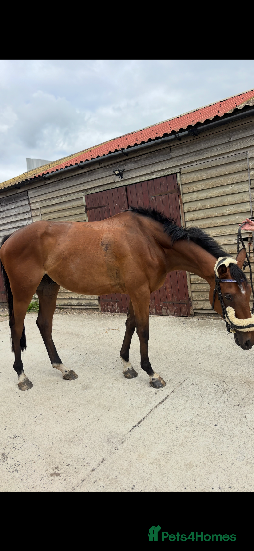 English Thoroughbred horses for sale: Mother daughter share types  - Image 7