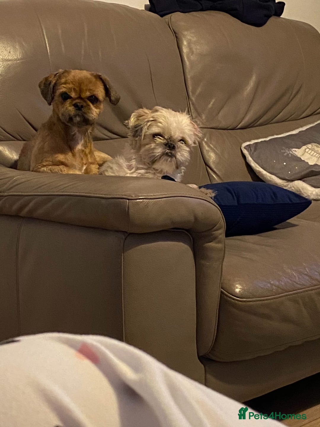 Shih Tzu dogs for sale: 2 x shih tzu - Image 5