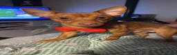 Jack Russell dogs for stud: 🐾 Miniature Jack Russell Male – Stud Available 🐾 - Advert 5