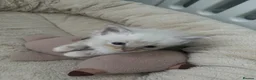 Ragdoll cats for sale: Ragdoll kittens - Advert 10