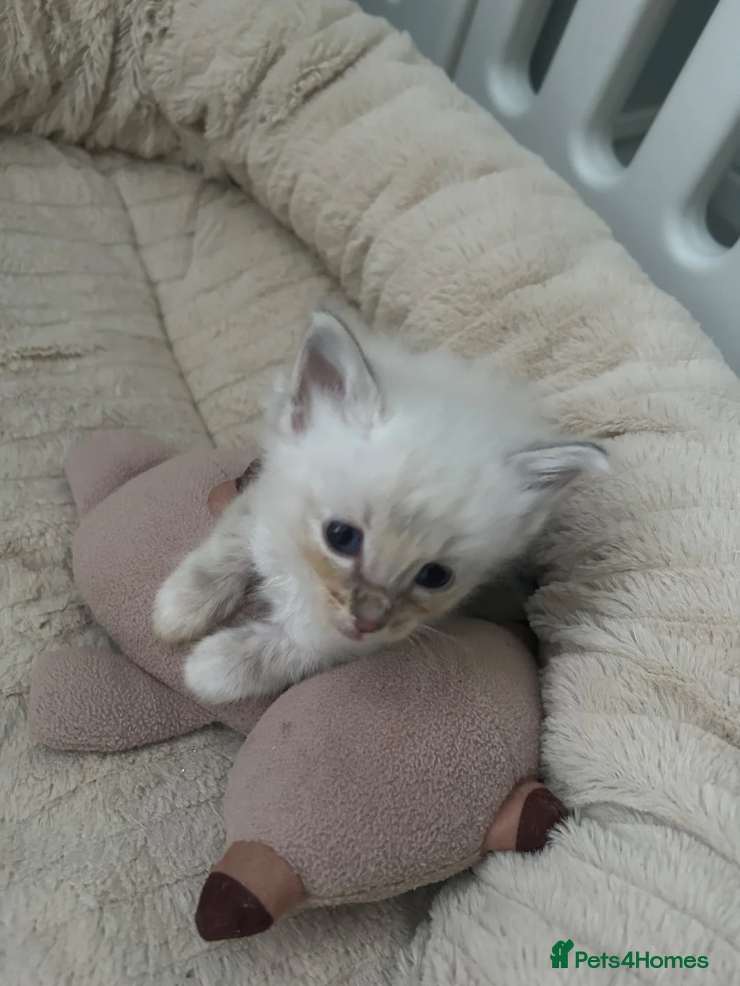Ragdoll cats for sale: Ragdoll kittens - Advert 10