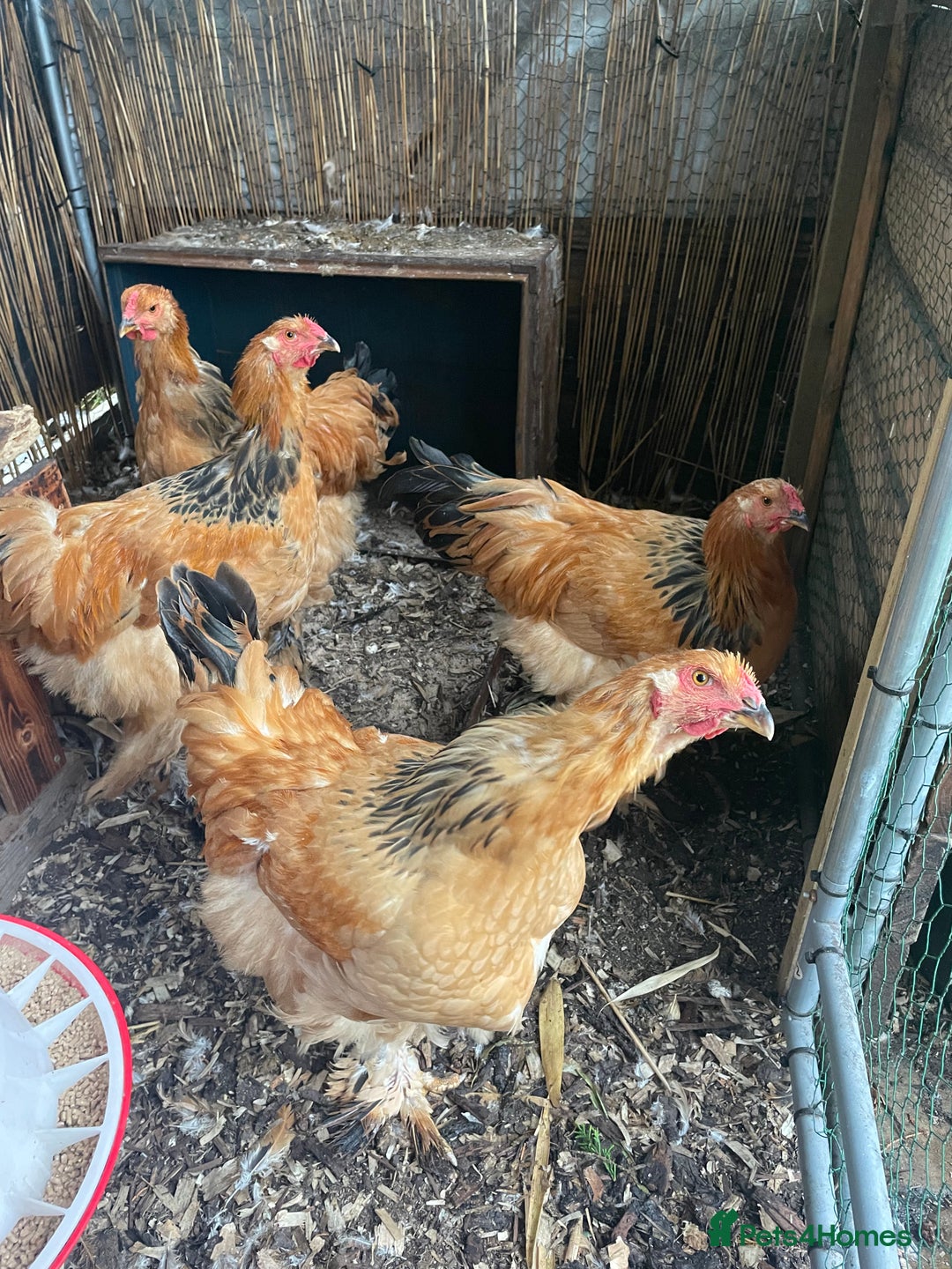 Chickens poultry for sale: Buff Columbian Brahma  - Image 3