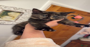 Mixed Breed cats - Advert 6