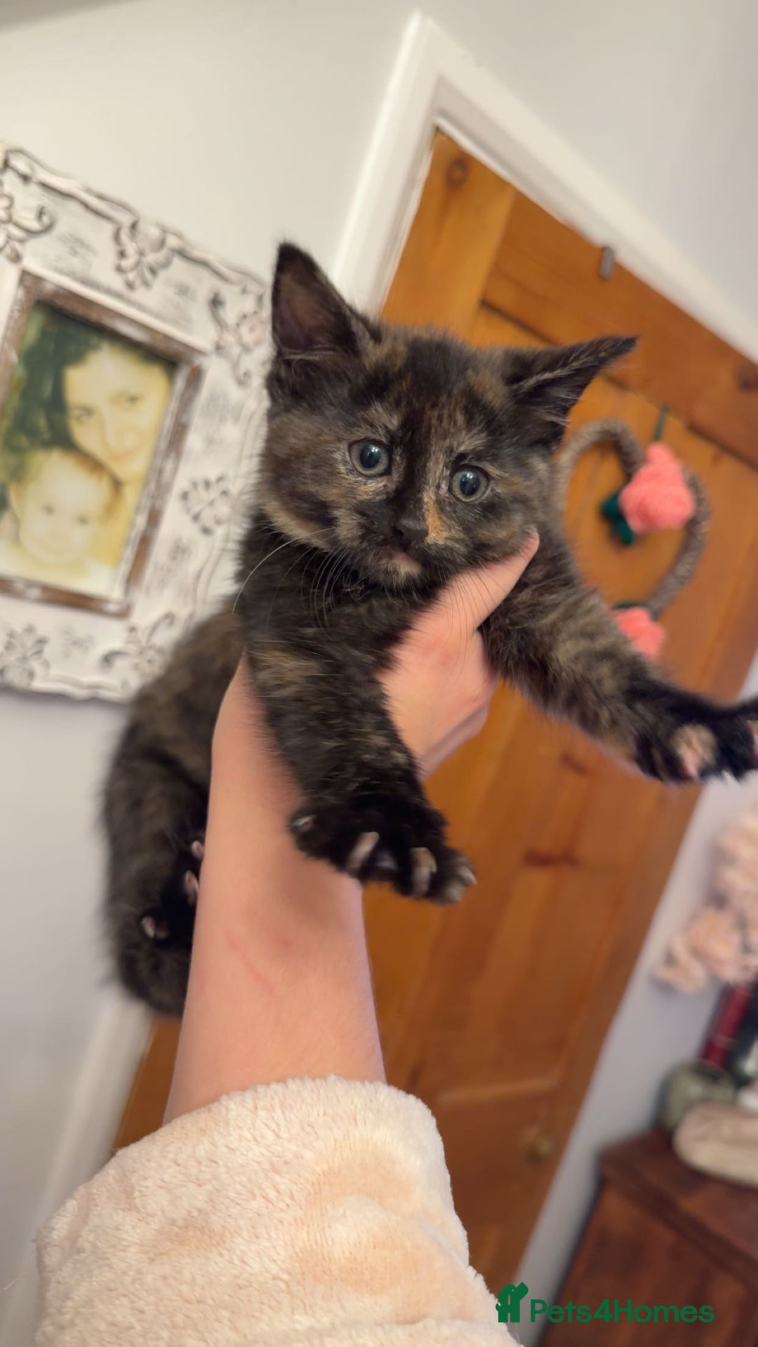 Mixed Breed cats for sale: 3 half Russian blue and mixed breed tabby - Image 2
