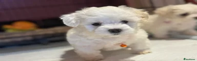 Maltese Puppy 3