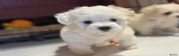 Maltese dogs for sale: Maltese puppies ready now - Advert 5