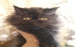 Persian cats for sale: READY NOW!! Exquisite Persian Kittens - Image 1