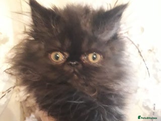 Persian cats - Advert 35