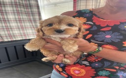 Cavapoo dogs for sale: Cavapoo puppies  - Image 27