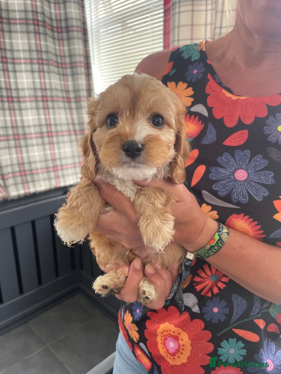 Cavapoo dogs for sale: Cavapoo puppies  - Image 27