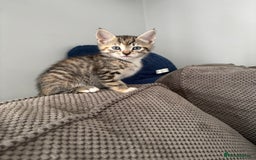 Domestic Shorthair cats for sale: Kitten for Sale - Image 2
