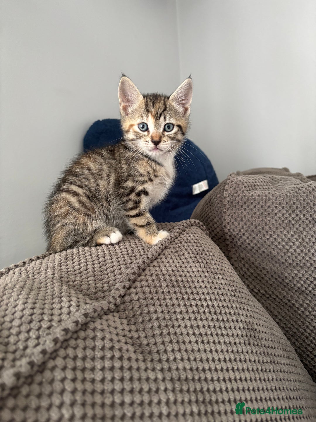 Domestic Shorthair cats for sale: Kitten for Sale - Image 2