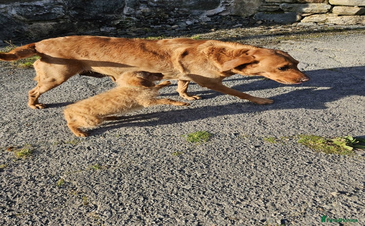 Labradoodle dogs - Advert 2