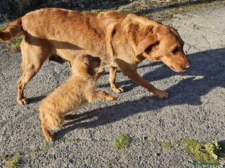 Labradoodle dogs for sale - Advert 1