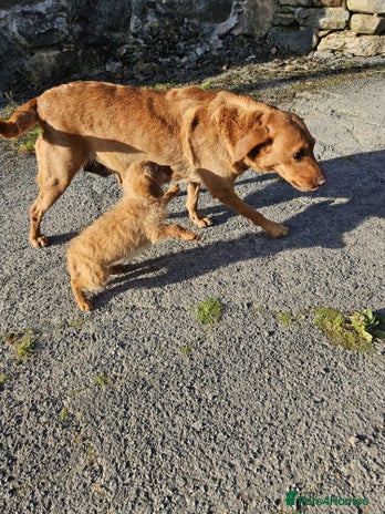 Labradoodle dogs - Advert 2