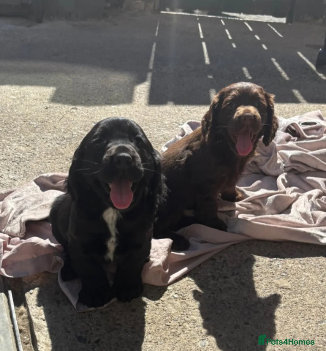 Cocker Spaniel dogs for sale: Cocker spaniel puppies - Advert 2