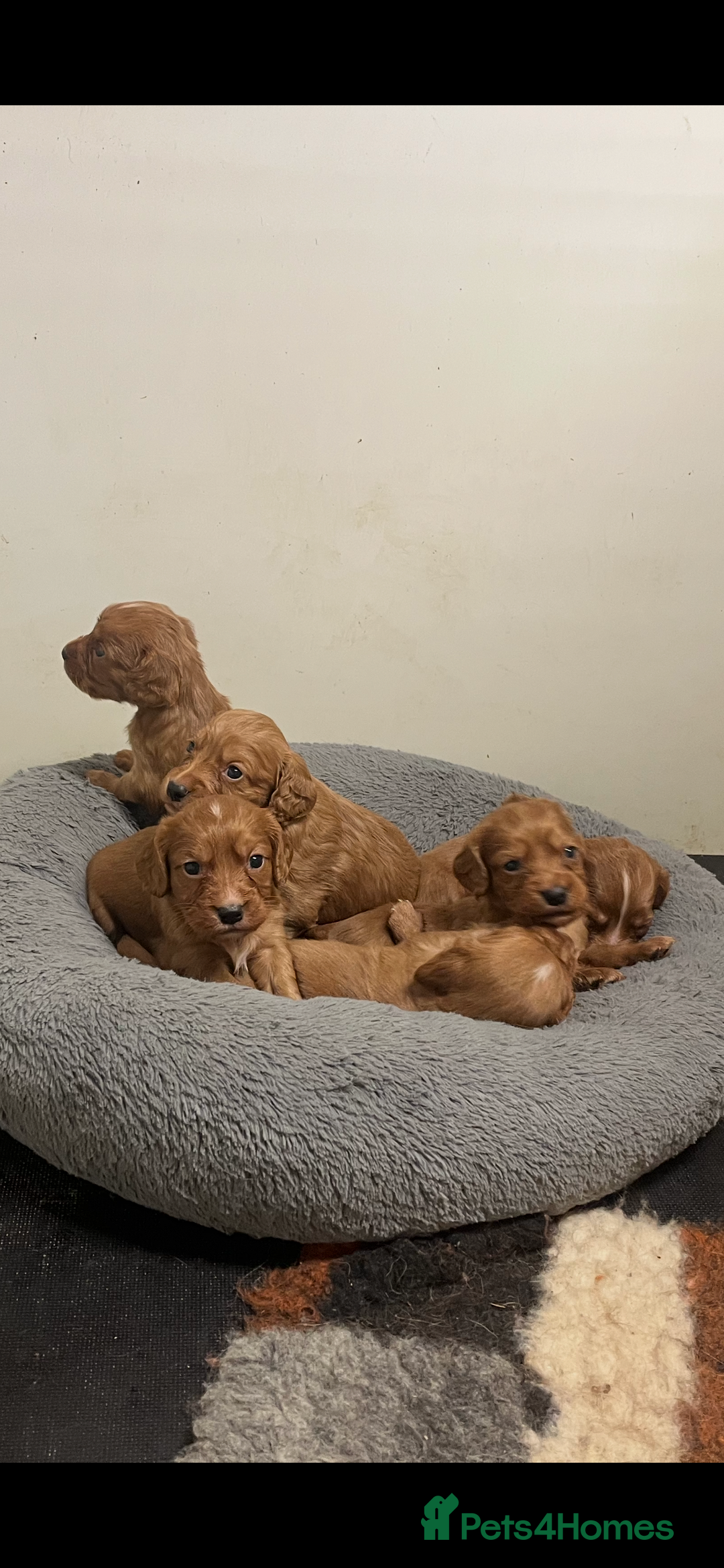 Cocker Spaniel dogs for sale: Beautiful Dark Red KC Registered Cocker Pups - Advert 12